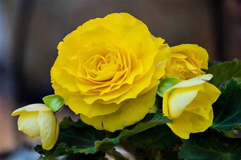 How to Grow and Care for Tuberous Begonias | Gardener’s Path