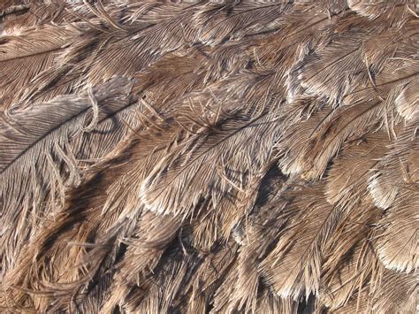 Ostrich Feathers | Georgeous ostrich feathers, taken in the … | Flickr