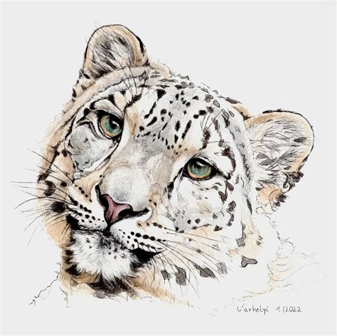 Snow leopard Drawing by Lilla Varhelyi | Saatchi Art