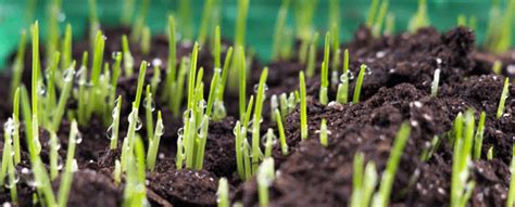 The 5 Tips For Germinating Grass SeedMy Fertilizing Company