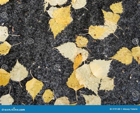 Birch leaves stock photo. Image of birch, asphalt, background - 319148