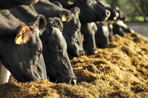 Silage and Hay: The Foundation of a Successful Dairy Farm