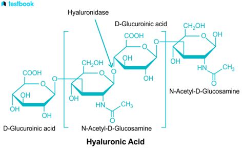 Glycosaminoglycans: Structure, Types, Function & Applications