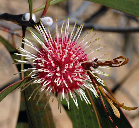 Australian Wild Plant: Hakea laurina Pincushion Hakea