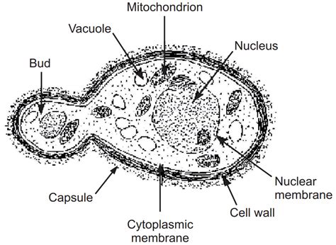 Fungi (Importance, Classification and More) - Solution Pharmacy