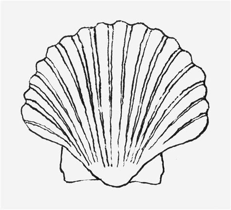 Seashell Line Drawing at GetDrawings | Free download