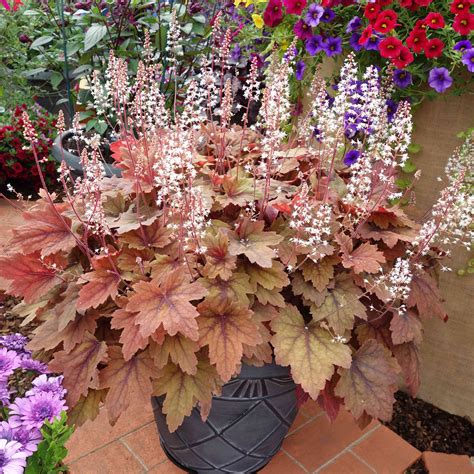 11 Great Shade Plants for Container Gardens