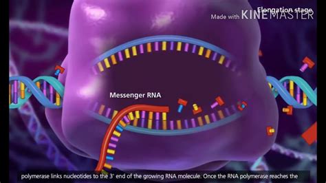 Transcription (DNA to mRNA) - YouTube