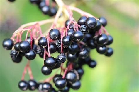 Are Elderberries Poisonous? 4 Important Things to Understand