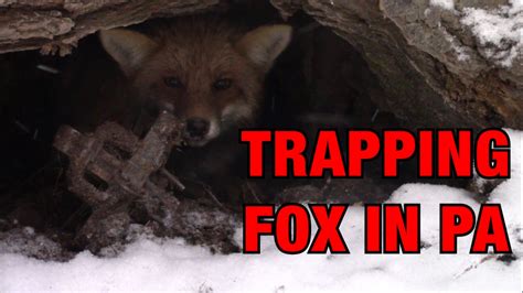 Trapping Fox in Pennsylvania - YouTube