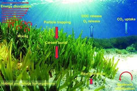 Seagrass: Evolution, Reproduction, Significance - UPSC - UPSC Notes ...