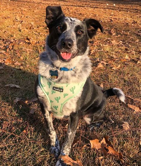 The Blue Heeler Border Collie mix: Everything you need to know - K9 Web