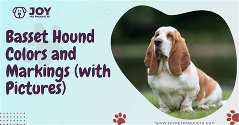 Basset Hound Colors And Markings (with Pictures) | JoyPetProducts