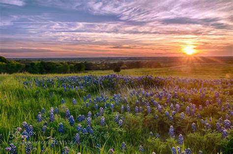 Photograph Texas Bluebonnets at Sunset by Ronnie Wiggin on 500px