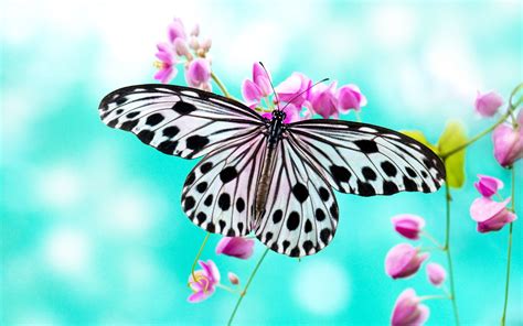 Beautiful Butterfly HD Wallpapers - Wallpaper Cave