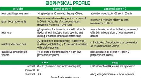 BPP (Biophysical Profile) 테스트 : 점수 이해하기 - 임신 2024