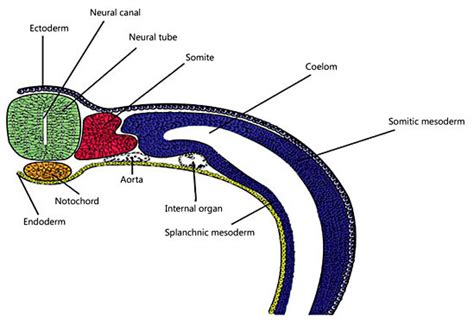 Schematic illustration of the three layers of the embryo and location ...