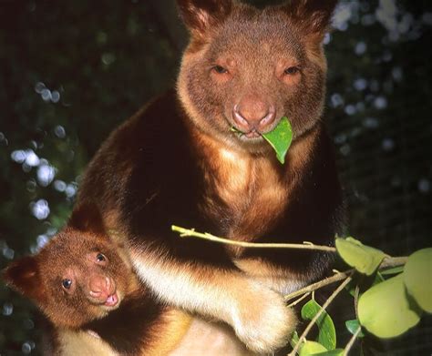 Tree Kangaroo in the Wet Tropics | Barefoot Tours | Australia