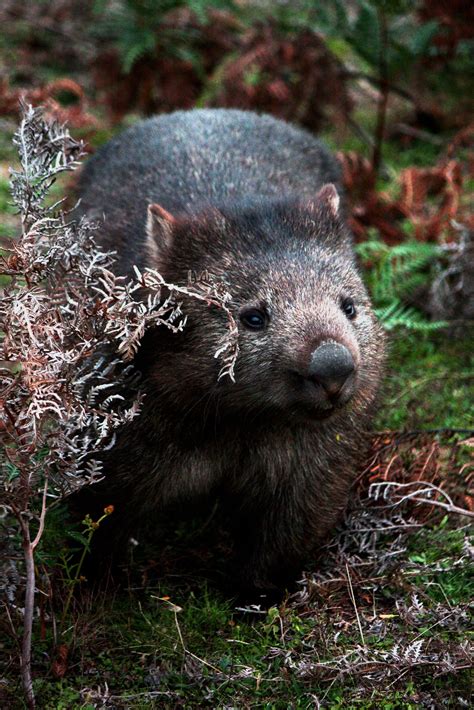 Common Wombat | Common wombat, Animals, Wombat