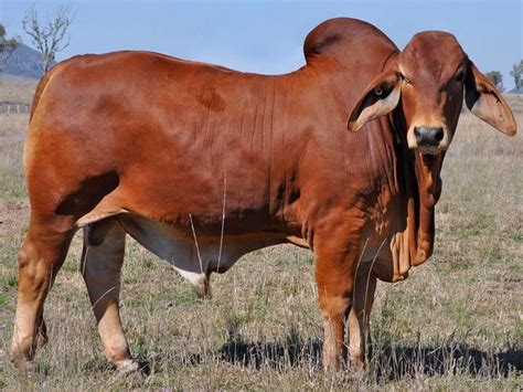 Brahman Cattle - Trans Africa Farm