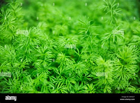 Nigella sativa hi-res stock photography and images - Alamy