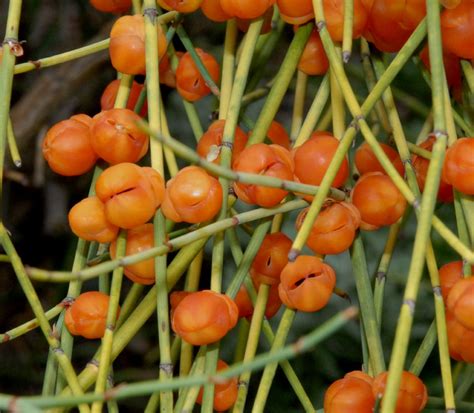 Ephedra (Ephedraceae) image 33698 at PlantSystematics.org