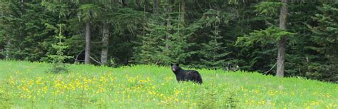 Bear Hunting in BC, Guided Bear Hunts with BC Guide Outfitters in BC Canada