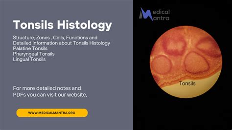 Unlock Tonsils Histology: Learn the Structure and Composition of ...