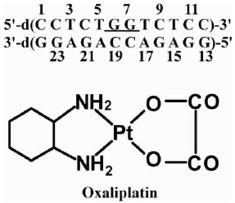 The duplex DNA sequence used in this study (top) and the chemical... | Download Scientific Diagram