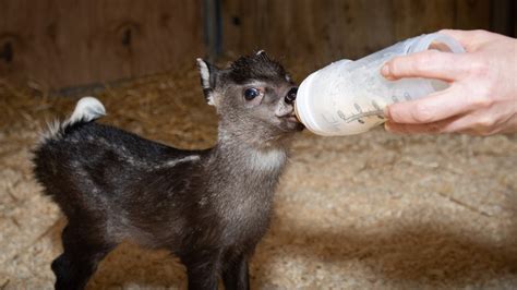 Tufted deer fawn first baby born in 2021 at Columbus Zoo | 10tv.com