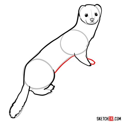 How To Draw A Weasel Sketchok Easy Drawing Guides | Images and Photos finder