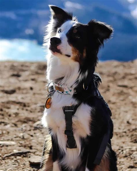 Your Guide To The Amazing Border Collie Australian Shepherd Mix - BorderCollieHealth