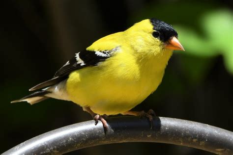 The American Goldfinch is the State Bird of New Jersey – Nature Blog ...