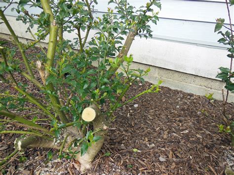 Garden A to Z | Holly Pruning