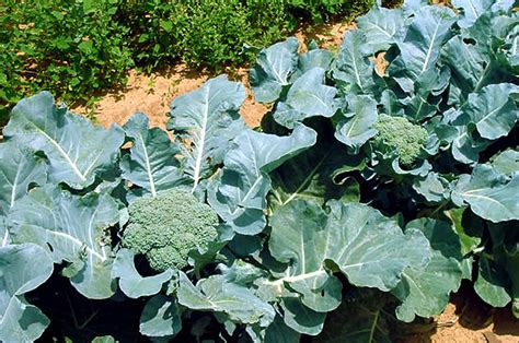 How to grow Broccoli in a container | growing Broccoli - Naturebring