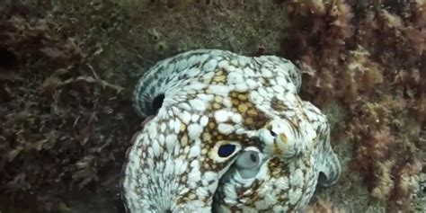 Cheeky octopus steals diver's video camera after being chased underwater | indy100