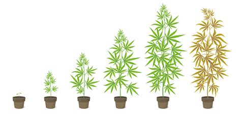 The Growth Cycle Of Cannabis Potted Plant Marijuana Phases Set Hemp ...