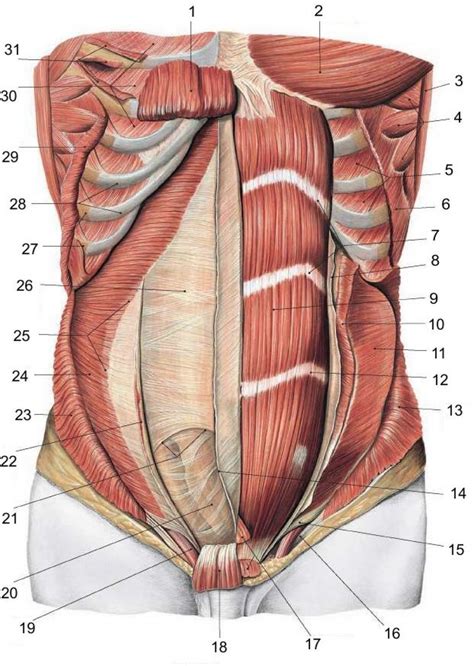 Abdominal Wall Muscle Anatomy | Abdomen Muscle Anatomy | Muscle anatomy, Human anatomy, Human ...