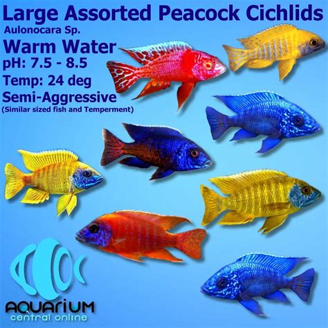 Peacock Cichlid Care And Info Guide The Aquarium Guide