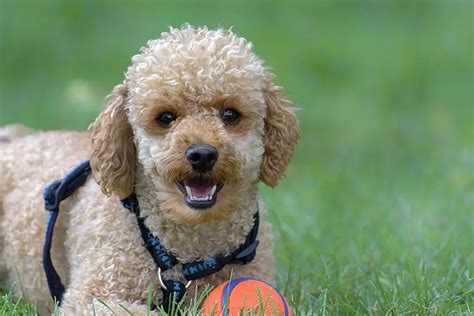 Best Poodle Names 42+ CUTE Ideas [with Video] - PetShoper