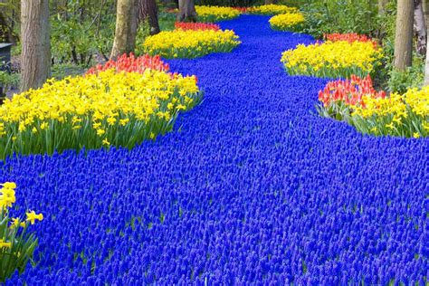 Colourful Tulips In Park Keukenhof Amsterdam - Photography Inspirations ...