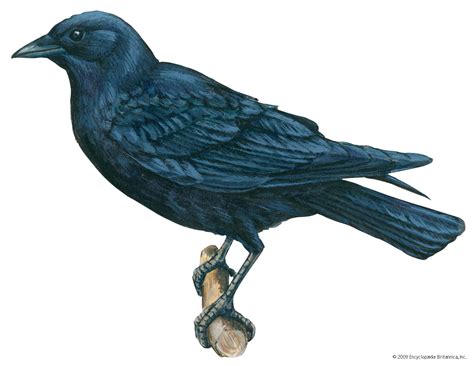 Crow | Corvidae Family, Adaptability & Intelligence | Britannica