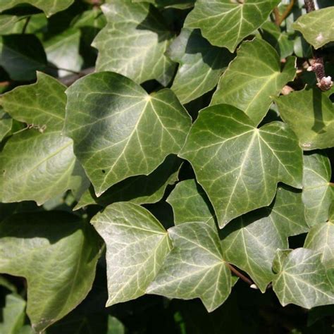 Ivy screen (Hedera helix 'Hibernica') 180cm high 120cm wide | Hedges Direct UK