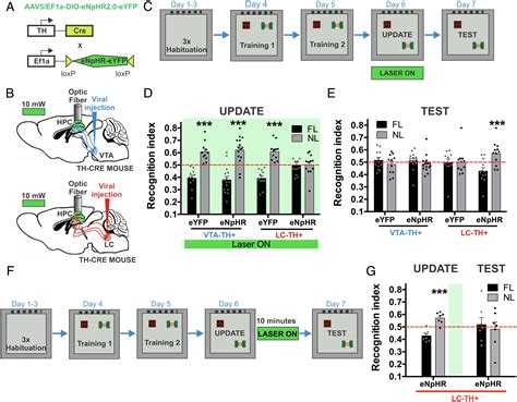 Spatial contextual recognition memory updating is modulated by dopamine ...