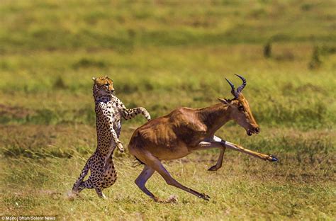 dгаmаtіс moment antelope escapes the сɩᴜtсһeѕ of a fearsome cheetah on ...