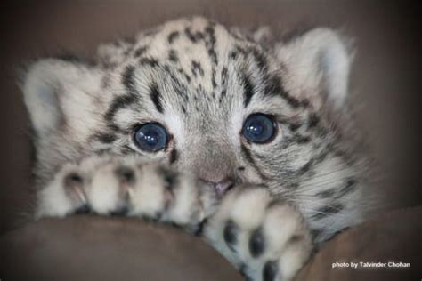 Cute Baby Snow Leopard Cubs