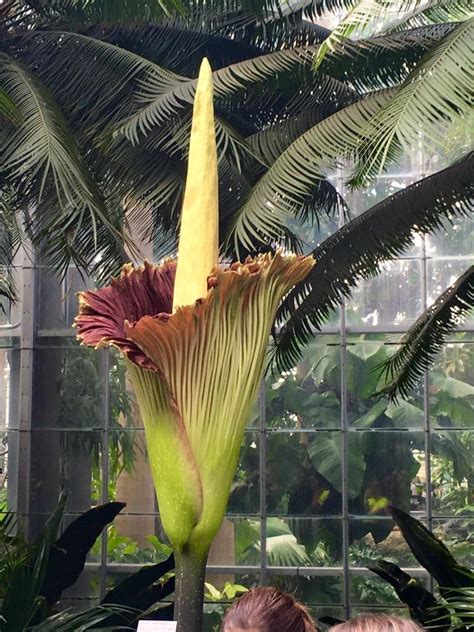 Corpse flower at USBG | United States Botanic Garden