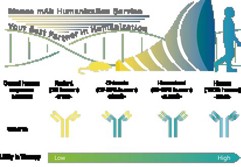 Antibody Humanization Service | Leadgene Biomedical