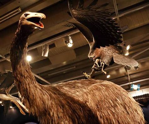 Moa - giant birds | DinoAnimals.com