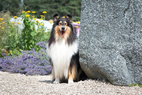 What Breed of Dog Was Lassie? Famous TV Character Facts & FAQ – Dogster